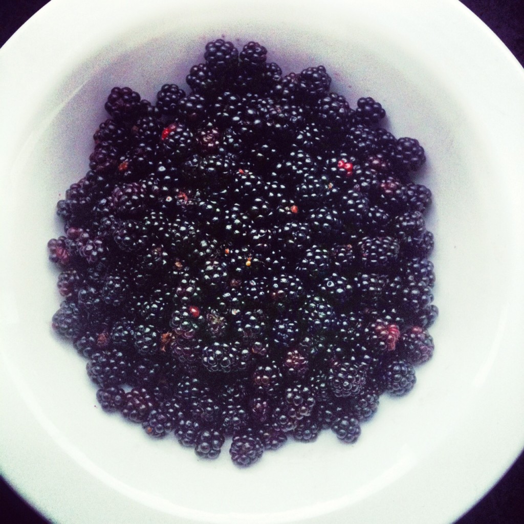 Blackberries, or brambles, ready for the jam pot