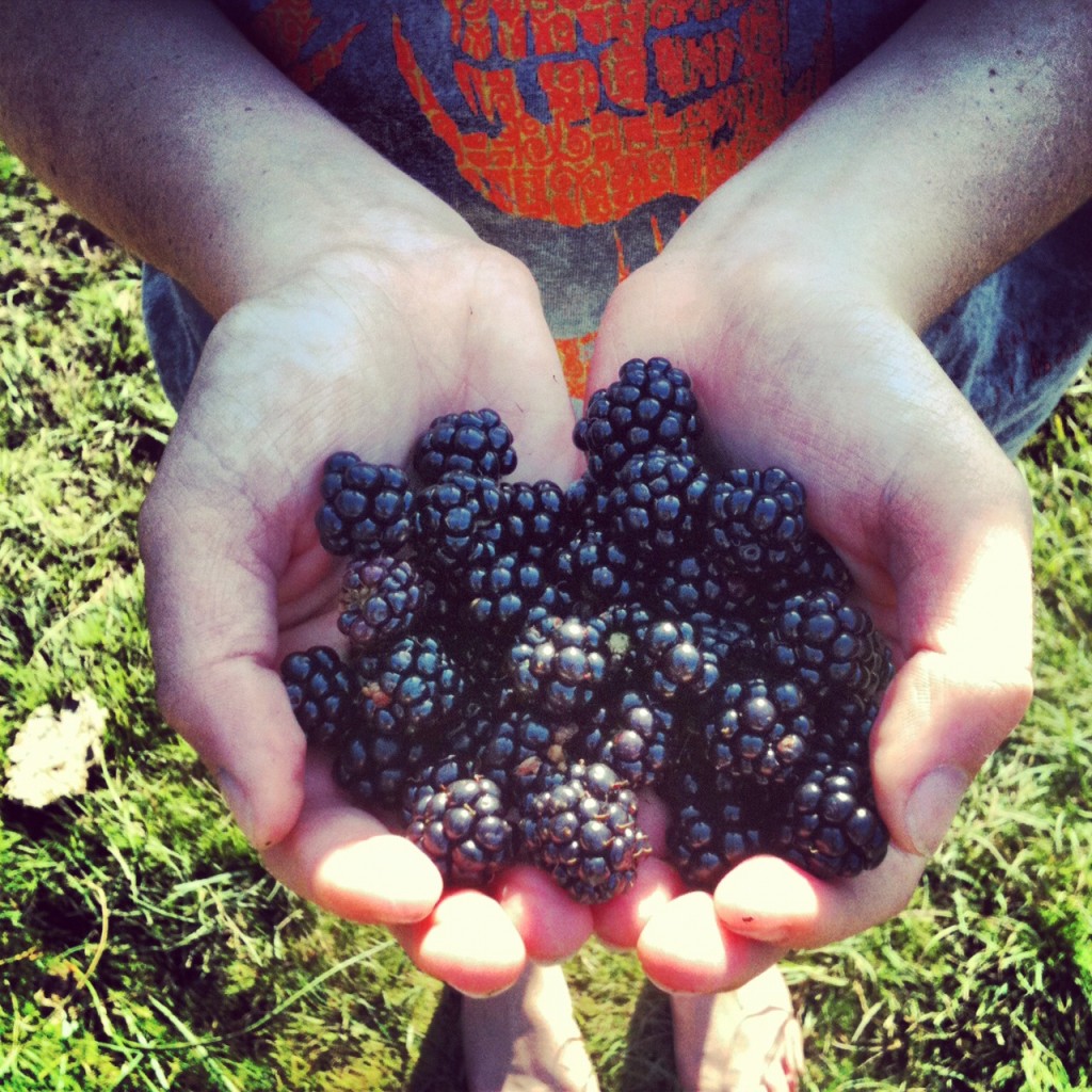Blackberries picked in the New Forest