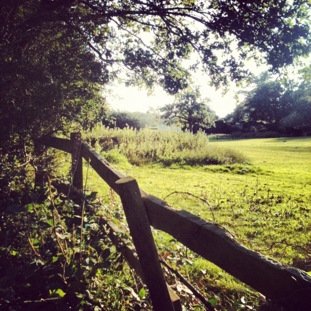 A beautiful place to pick blackberries - the New Forest